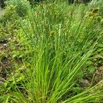 Carex vulpinoidea Leaf