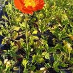 Papaver nudicaule 整株植物