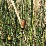 Equisetum hyemale花