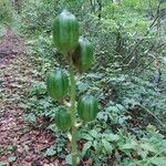 Cardiocrinum cordatum Vrucht