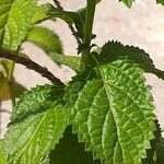 Stachytarpheta indica Leaf