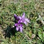 Gentianella germanica Blomma