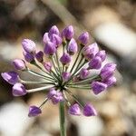 Allium lusitanicum Kvet