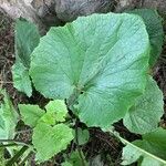 Pericallis steetzii Hoja