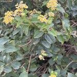 Lantana canescens Хабит