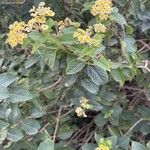 Lantana canescensᱛᱟᱦᱮᱸ