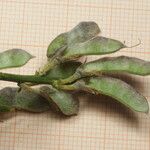 Genista aspalathoides Plod