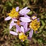 Galatella sedifolia Flower