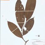 Guatteria megalophylla Leaf