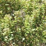 Phylica buxifolia Hoja