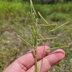 Urochloa trichopus Цвят