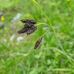 Carex atrata Квітка