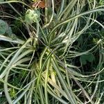 Carex ornithopoda Folha