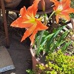 Hippeastrum puniceum Floare