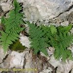 Dryopteris pallida Хабит