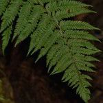 Polystichum setiferum Blad