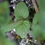 Scutellaria parvula Leaf