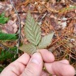 Rubus hispidus Leaf