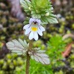 Euphrasia hirtella Kvet