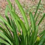 Agapanthus africanus Leaf