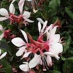 Gaura lindheimeri Blüte