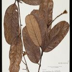 Mabea angularis Hoja