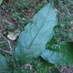 Decarydendron helenae Yaprak