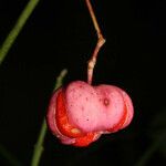 Euonymus atropurpureus Frucht