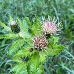 Cirsium oleraceumFlower