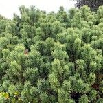Pinus mugoপাতা