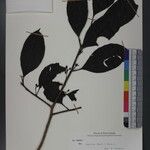 Ilex excelsa Otro