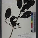 Ilex excelsa Other