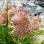 Geum reptans Fruit