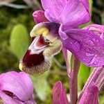 Ophrys tenthredinifera Цвят