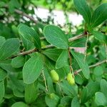 Berberis actinacantha