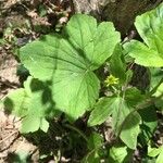 Ranunculus recurvatus Leaf