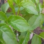 Sambucus australis Folio