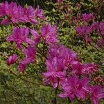 Rhododendron wadanum 整株植物