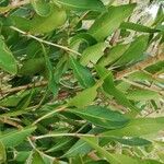 Strychnos cocculoides Leaf