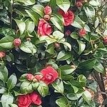 Camellia japonica Floare