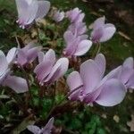 Cyclamen hederifoliumFlor