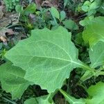 Smallanthus uvedalia Leaf