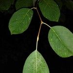 Amelanchier arborea List