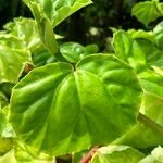 Begonia convolvulacea Leaf