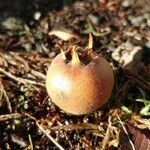 Crataegus germanica Fruit