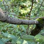 Salix bicolor Kôra