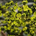 Euphorbia stricta ᱮᱴᱟᱜ