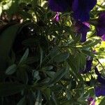 Petunia × atkinsiana Levél