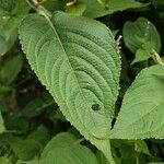 Strobilanthes attenuata Leaf