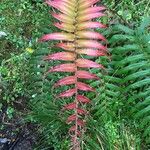 Blechnum cordatum മറ്റ്